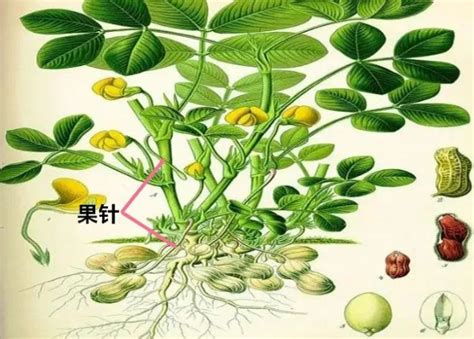 花生的意思